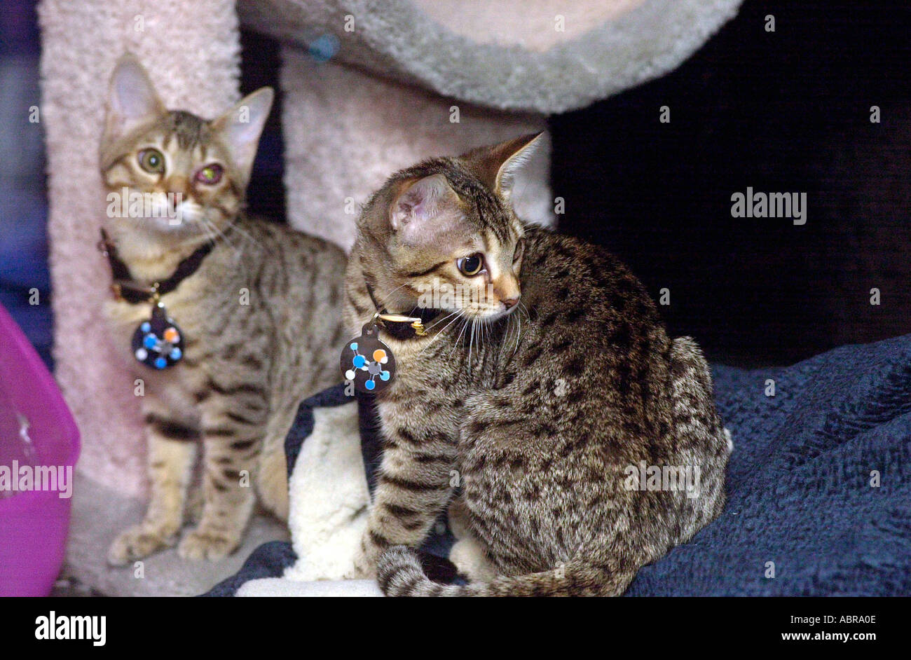 Quatre mois, le taboulé kitties clonés L et baba ganoush R sont vus dans leur enceinte au CFA Les MEI Cat Show le 9 octobre 2004 Les deux chatons génétiques clonés par clone d'épargne sont les doublons de génétique d'un chat Bengal Tahini mais sont nés de deux mères différentes Banque D'Images