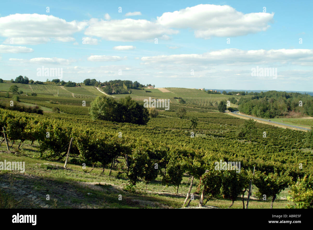 De vignes dans la région de Bergerac Dordogne France près de Monbazillac Banque D'Images