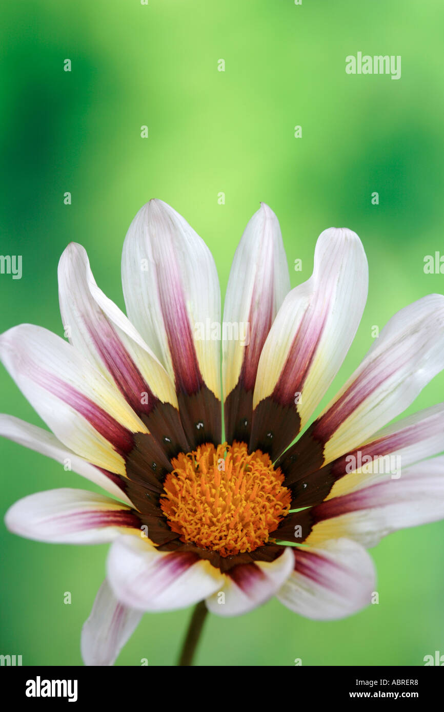 Gazania blanc fond vert luxuriant contre Daisy Banque D'Images