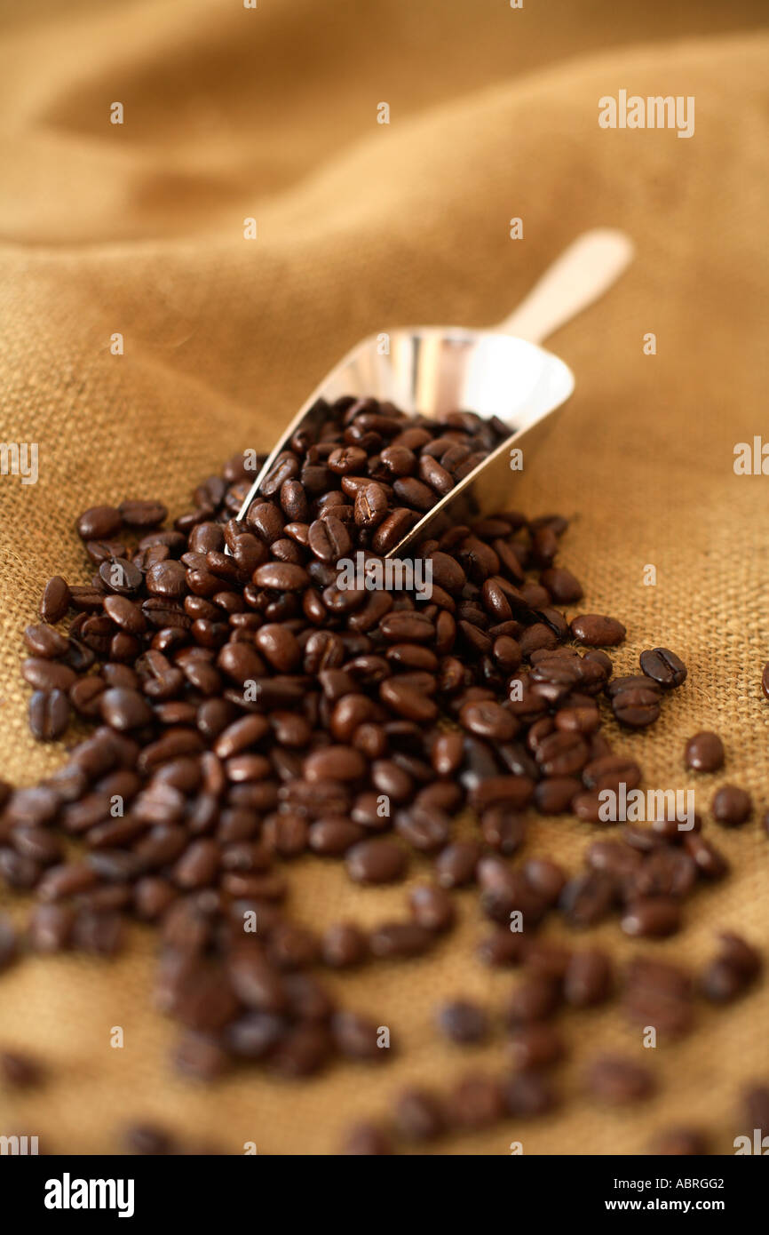 Ecope de grains de café sur la surface de la toile Banque D'Images