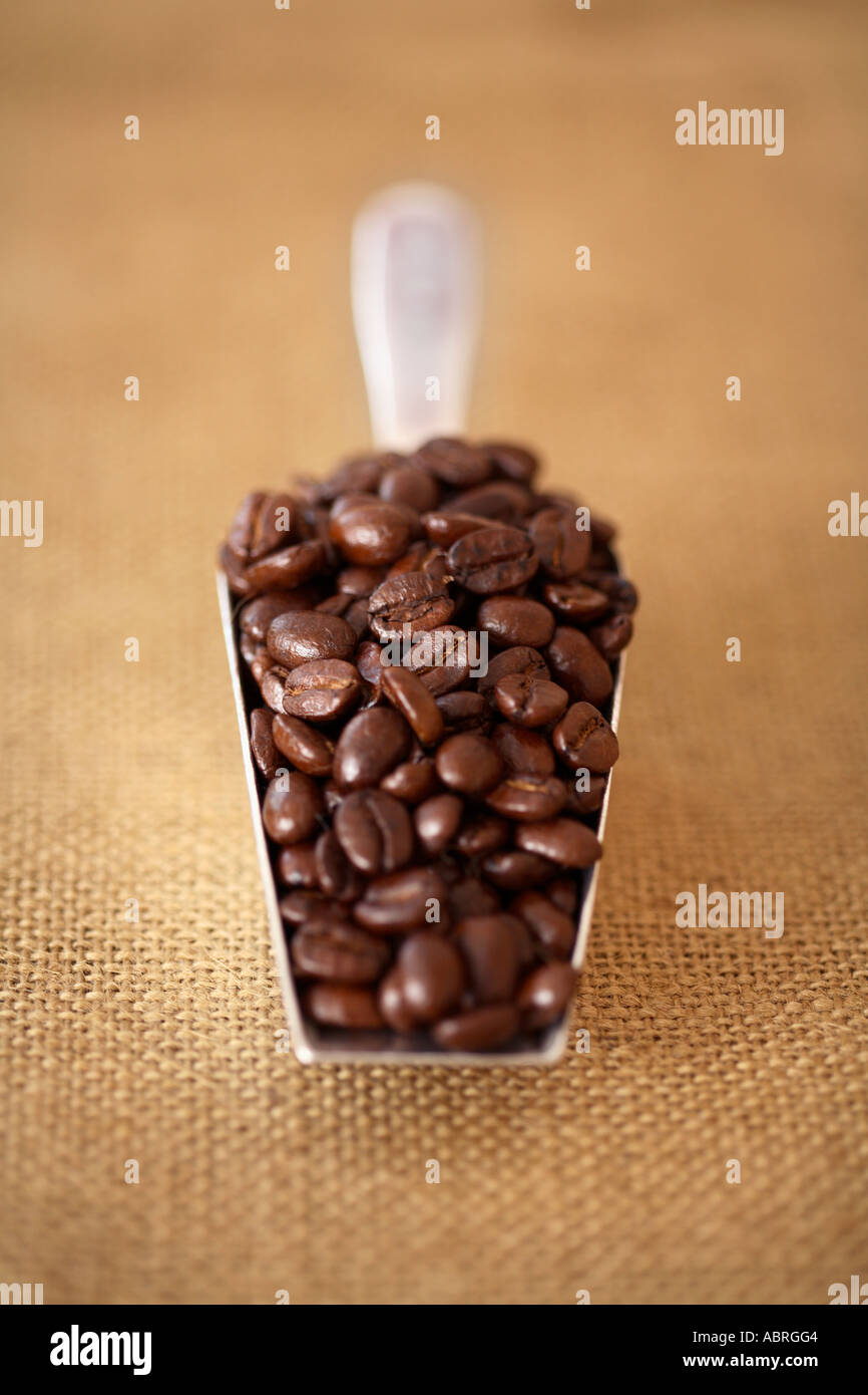 Ecope de grains de café sur la surface de la toile Banque D'Images