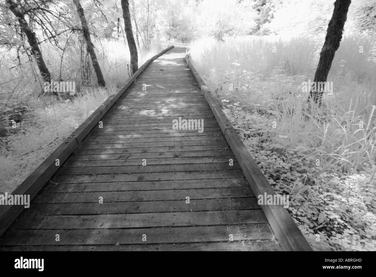 Sentier qui traverse la forêt Banque D'Images Sentier qui traverse la forêt Banque D'Images