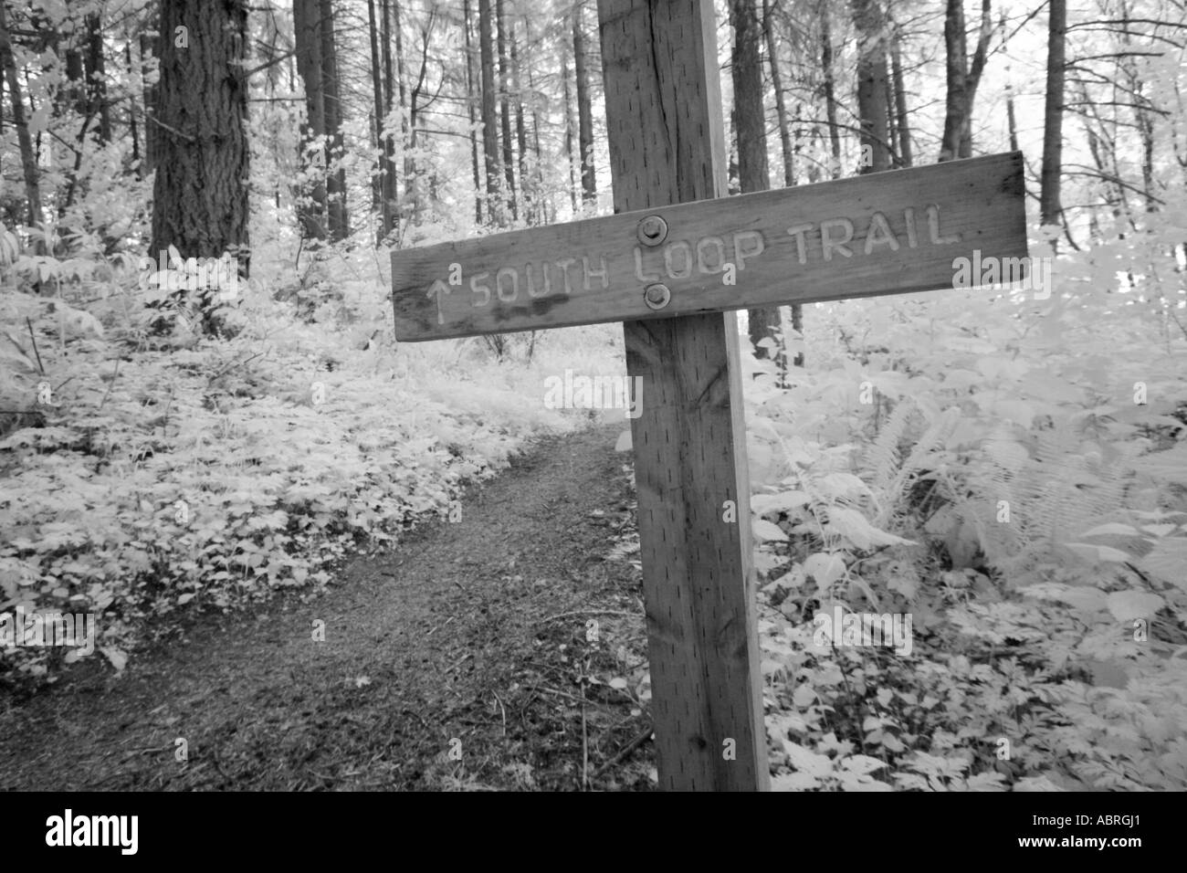 Signe du sentier dans la forêt Banque D'Images Signe du sentier dans la forêt Banque D'Images