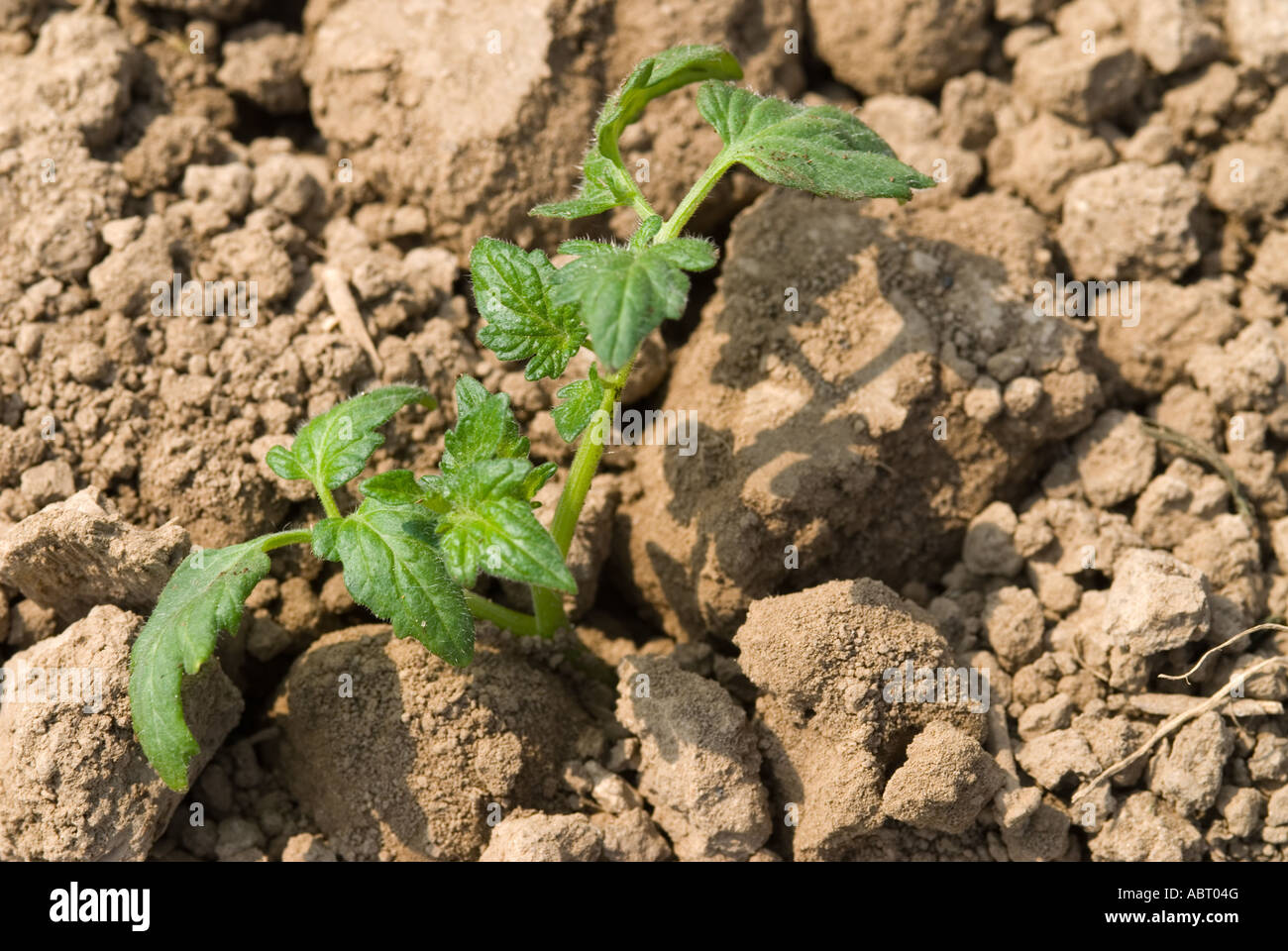 Plant de tomate Banque D'Images