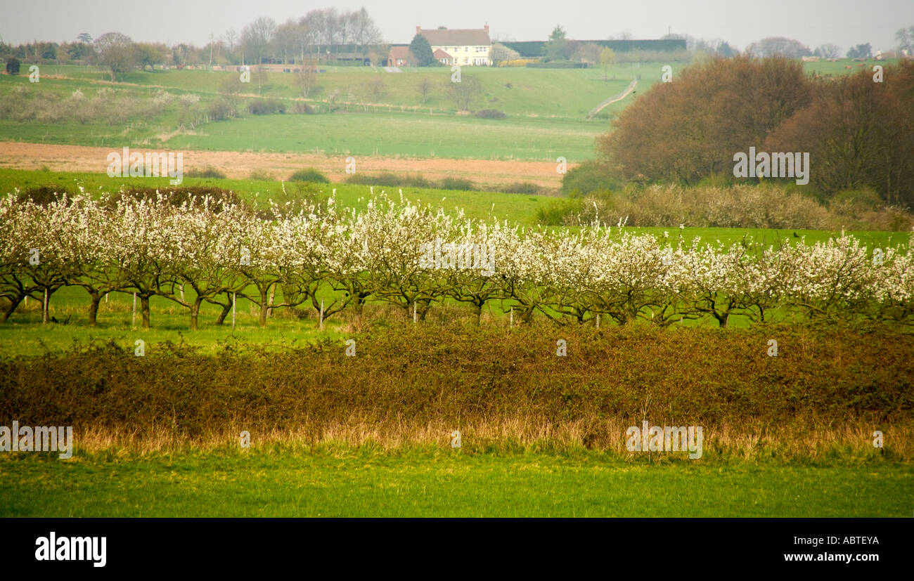 Evesham worcestershire midlands angleterre country park Banque D'Images