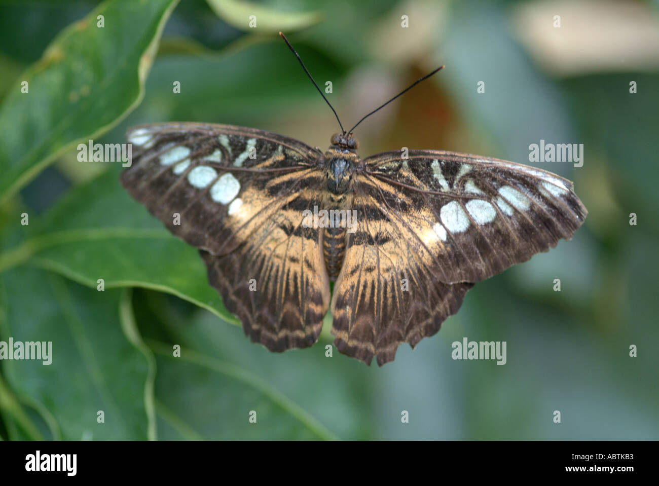 Brown Clipper papillon sur feuille, à Buckfastleigh Butterfly Sanctuary Devon, Angleterre Royaume-Uni UK Banque D'Images