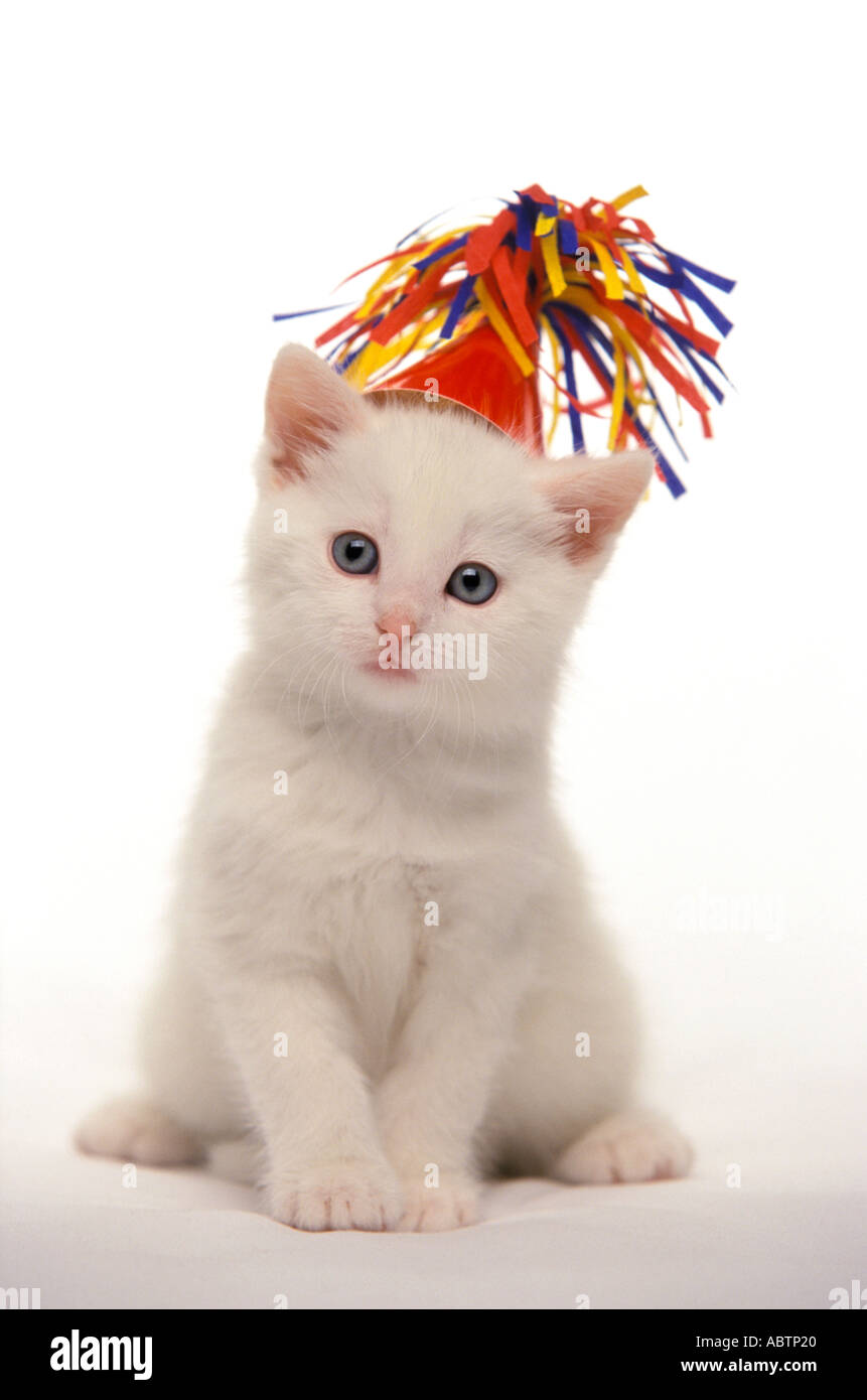 Chaton blanc avec party hat Banque D'Images Chaton blanc avec party hat Banque D'Images