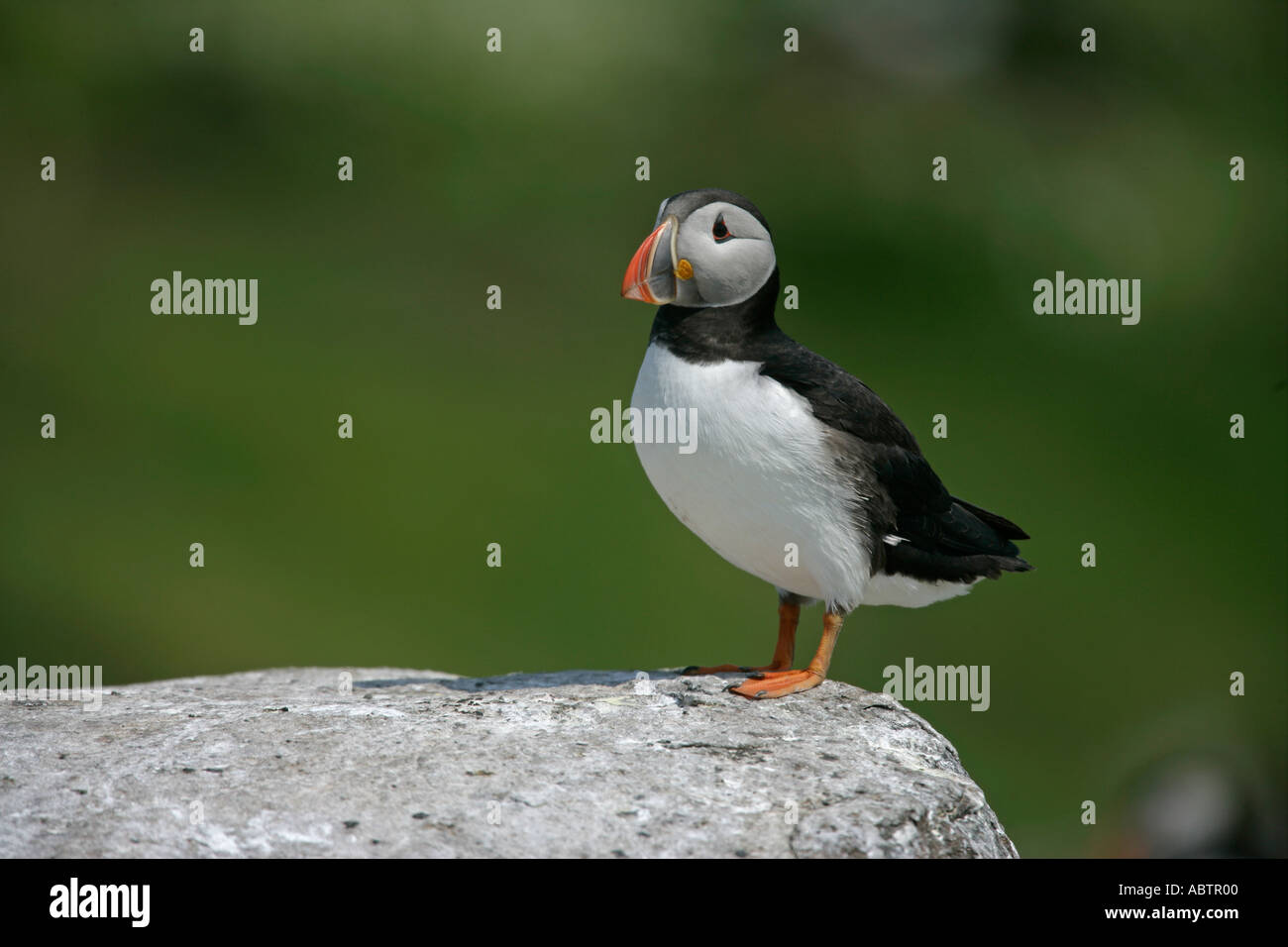 Macareux moine (Fratercula arctica Banque D'Images