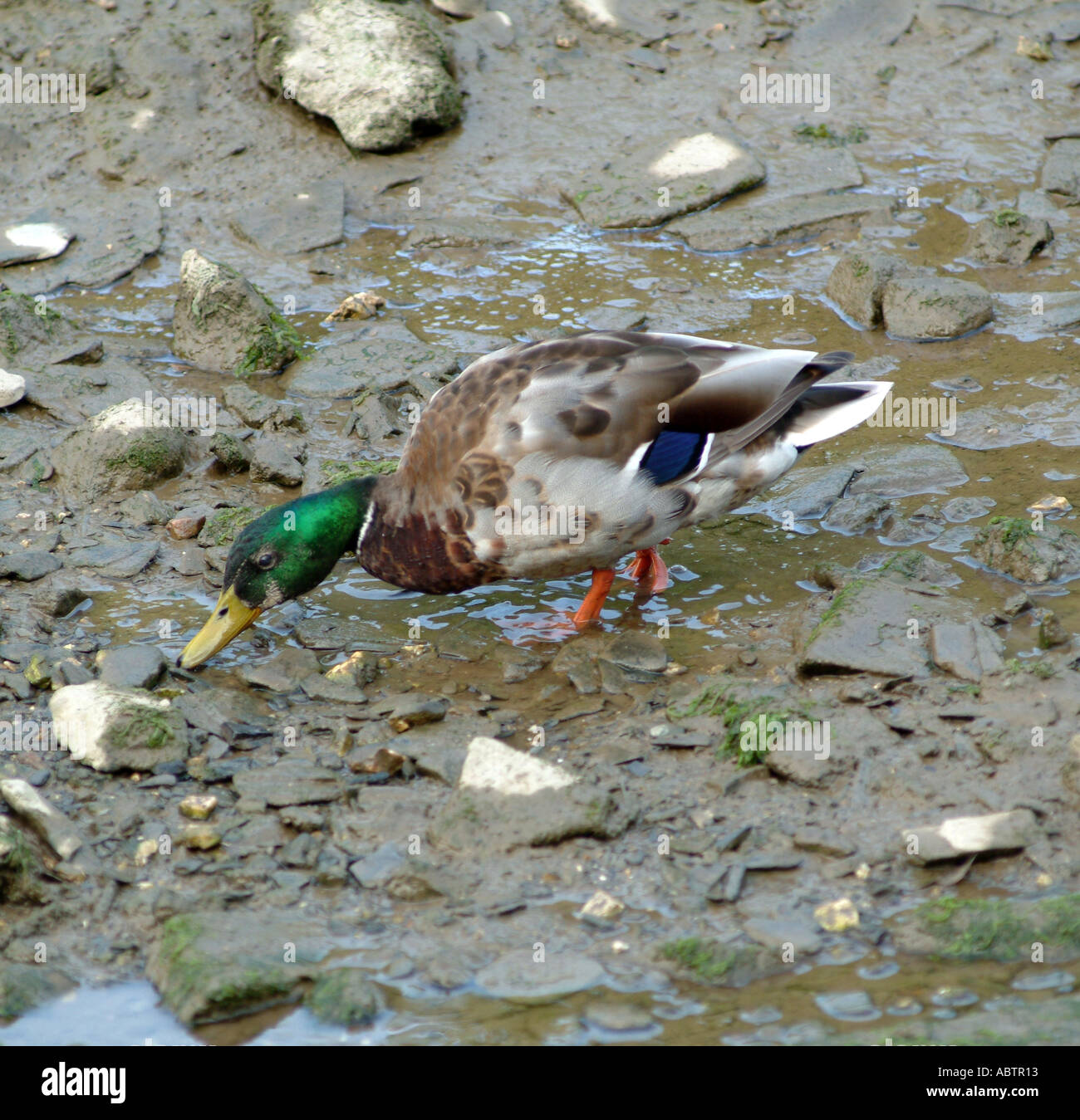 Canard colvert mâle dans l'alimentation au chameau de la rivière Little Petherick Cornwall England Royaume-Uni UK Banque D'Images