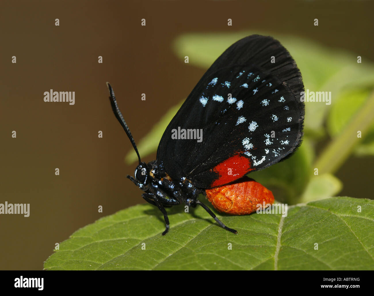 L'Atala butterfly Vue de profil Banque D'Images L'Atala butterfly Vue de profil Banque D'Images