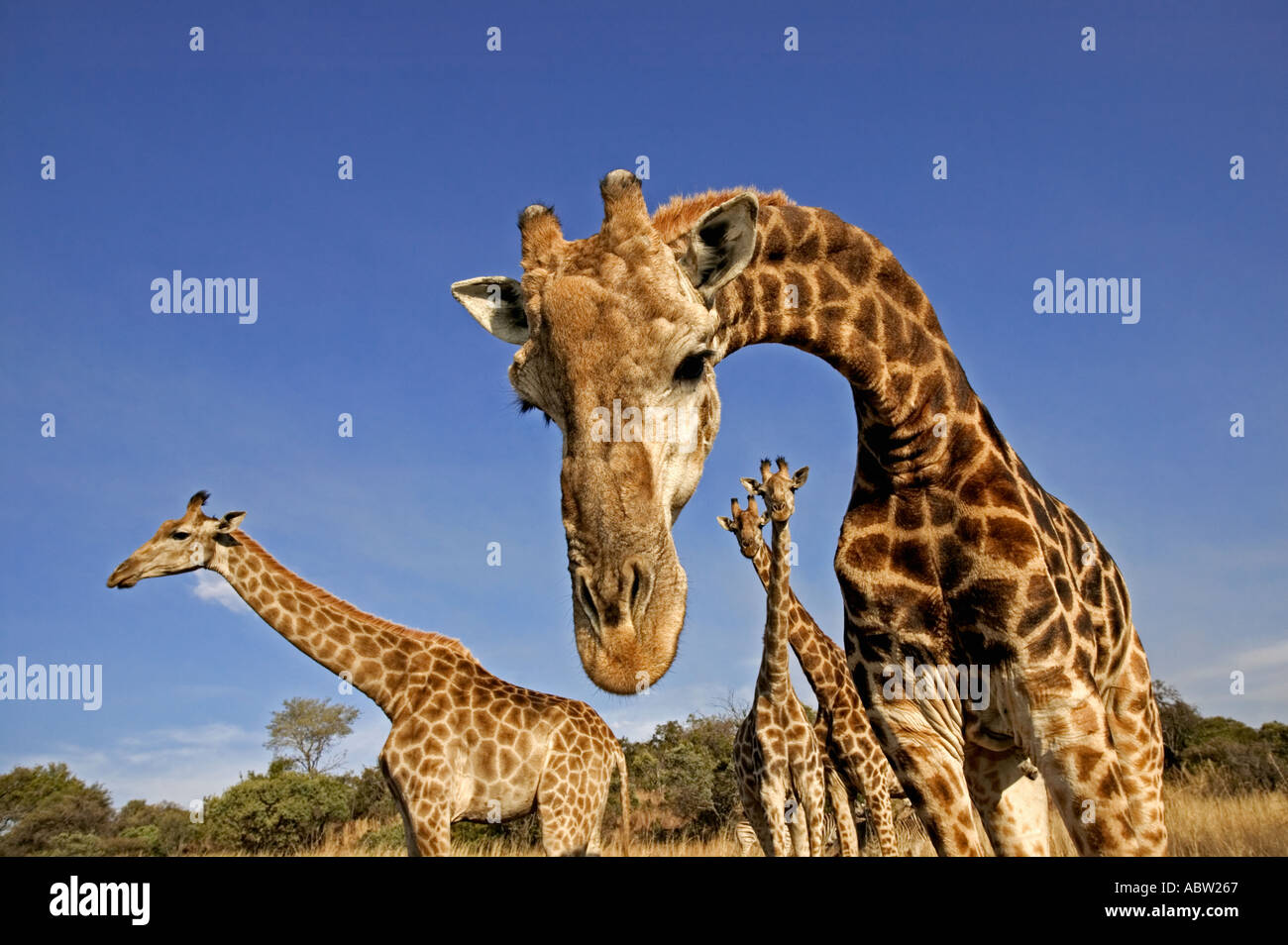 Le sud de Girafe Giraffa camelopardalis giraffa mâles adultes peuvent être de 18 pieds ou 54 mètres de hauteur du Sud Banque D'Images