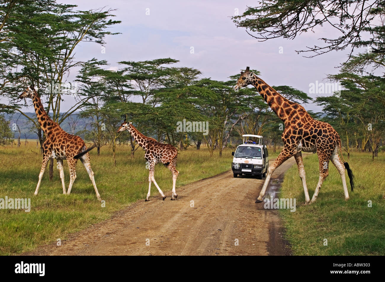 Visite touristique véhicule avec girafe Parc national du Lac Nakuru au Kenya Banque D'Images