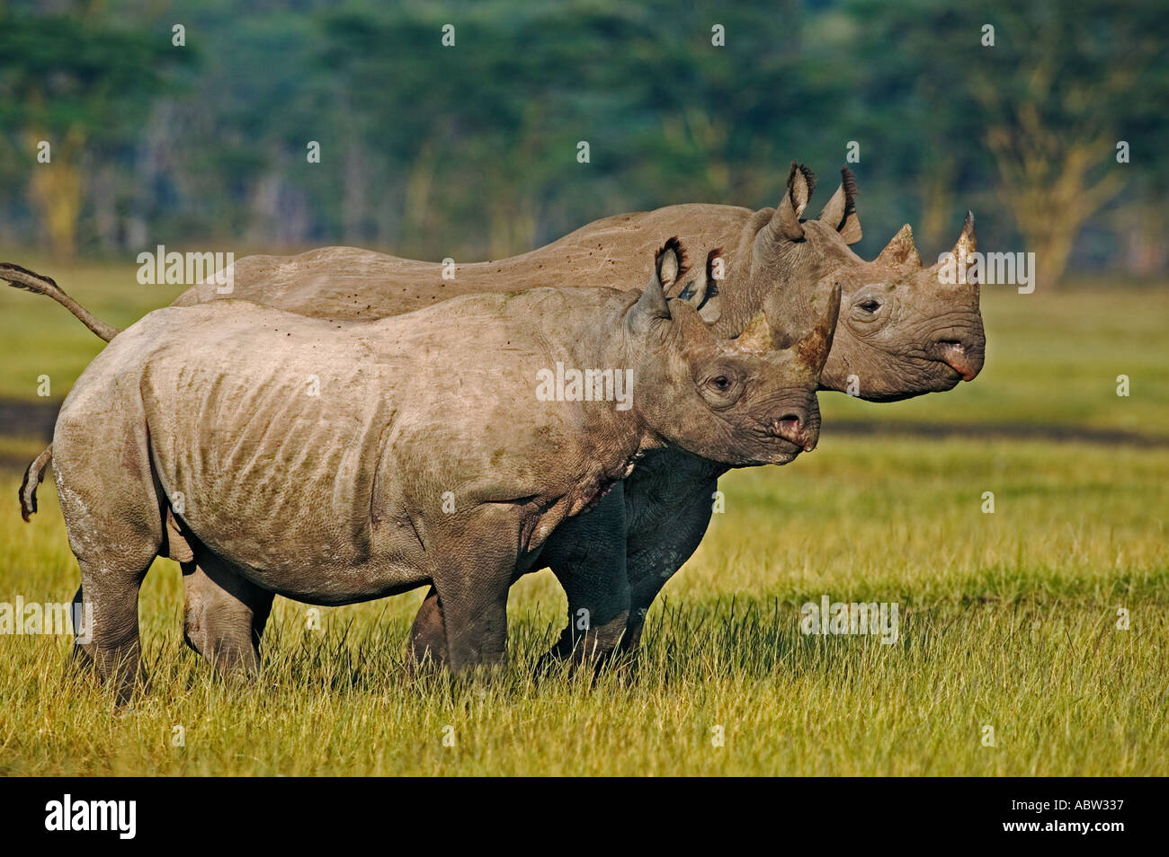 Le rhinocéros noir Diceros bicornis femelle avec veau adultes sous Parc national du Lac Nakuru au Kenya Banque D'Images