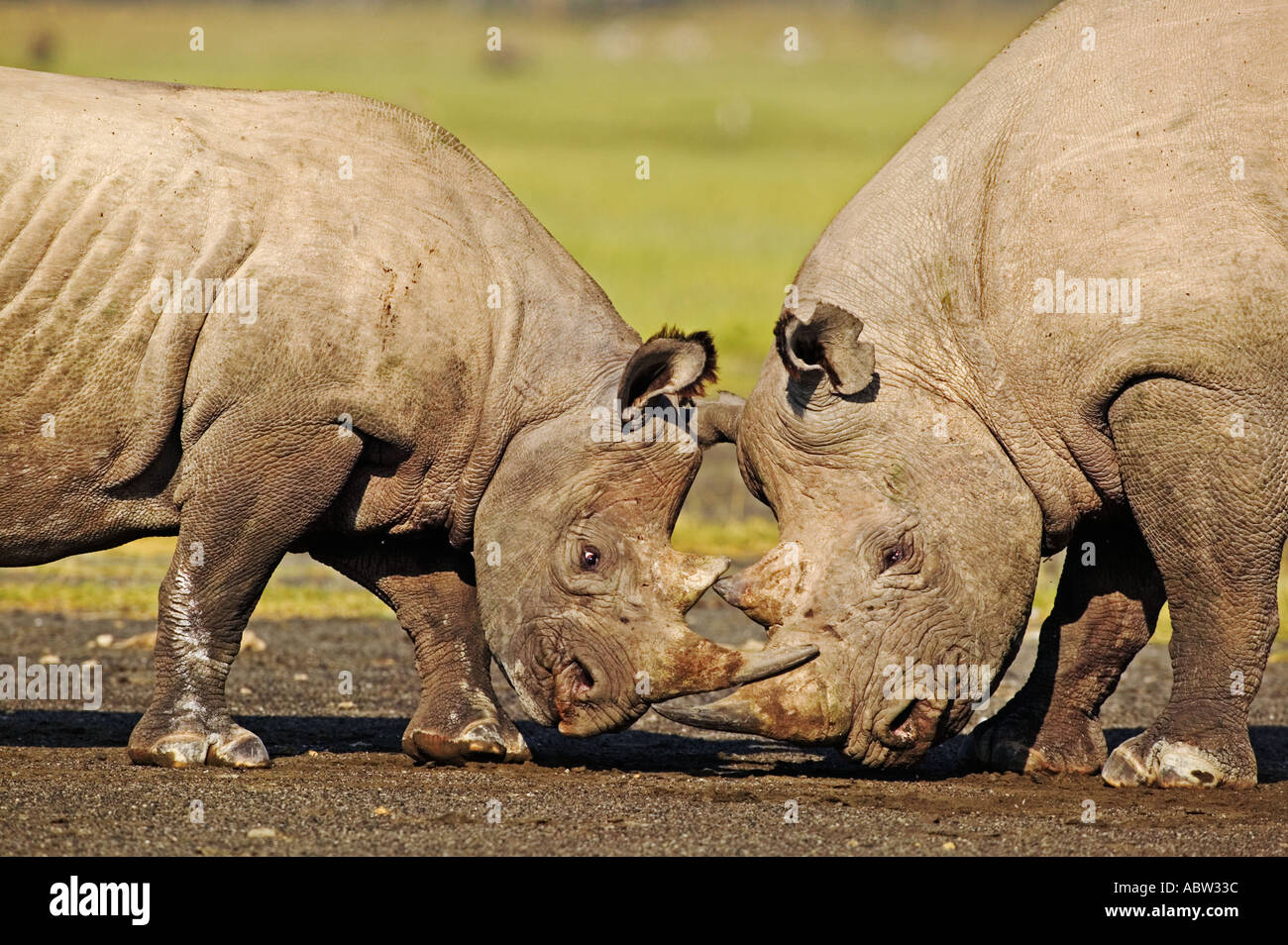 Le rhinocéros noir Diceros bicornis sous des profils et des profils bull interagir Parc national du Lac Nakuru au Kenya Banque D'Images