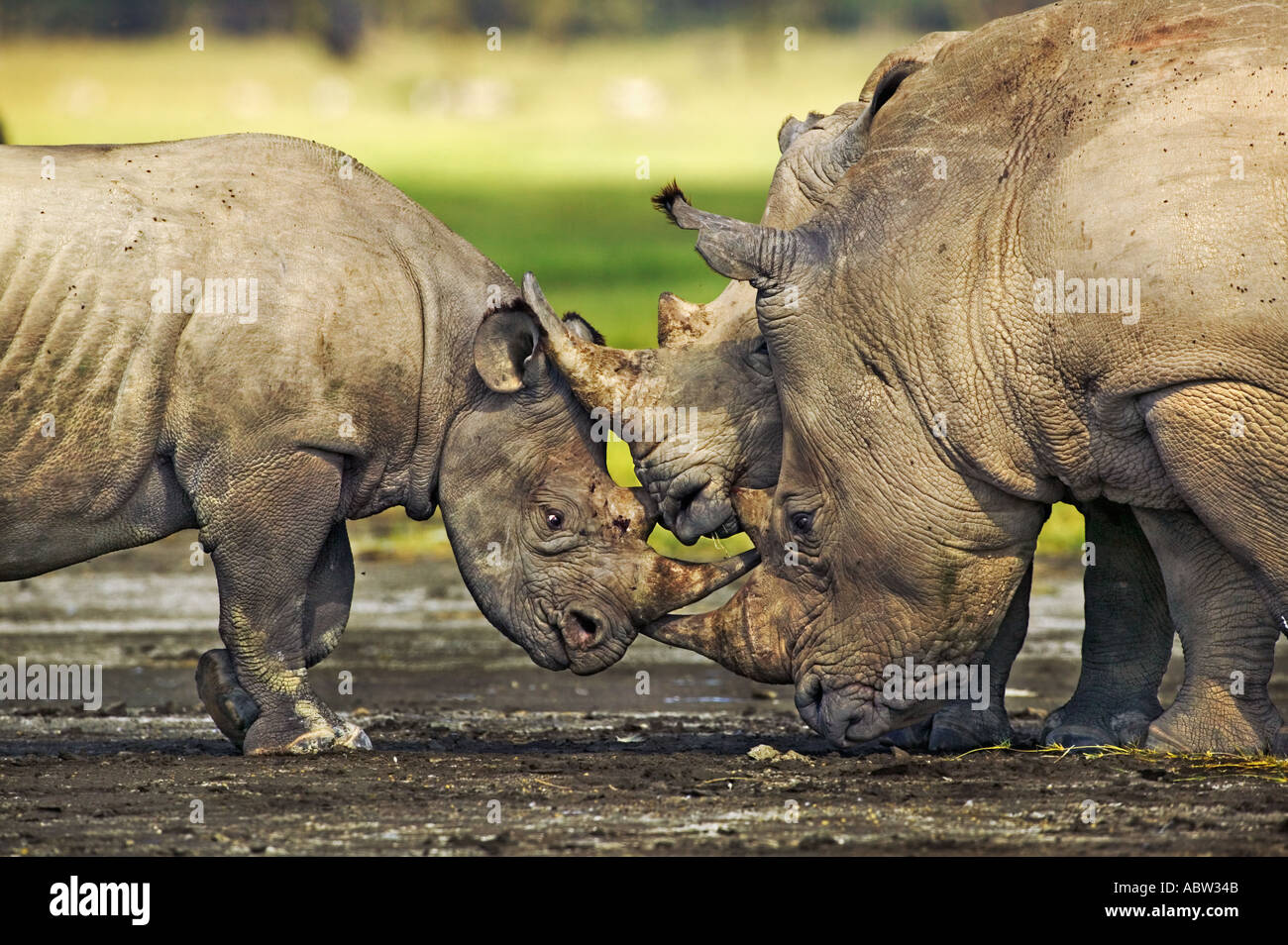 Le rhinocéros noir et blanc ensemble Ceratotherium simum Diceros bicornis Parc national du Lac Nakuru au Kenya Banque D'Images