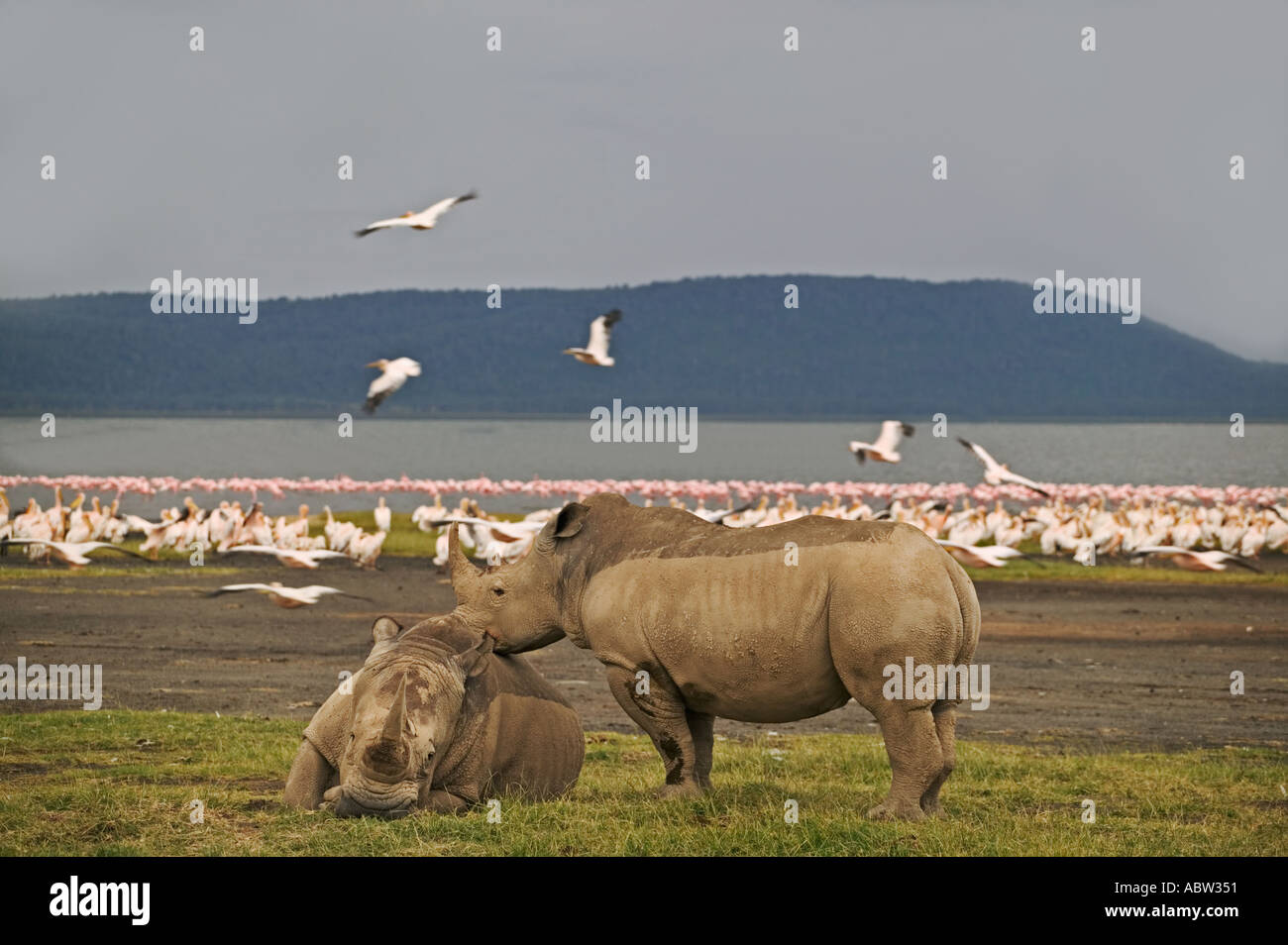 Le rhinocéros blanc Ceratotherium simum avec flamingo et pélicans à l'arrière-plan Parc national du Lac Nakuru au Kenya Banque D'Images