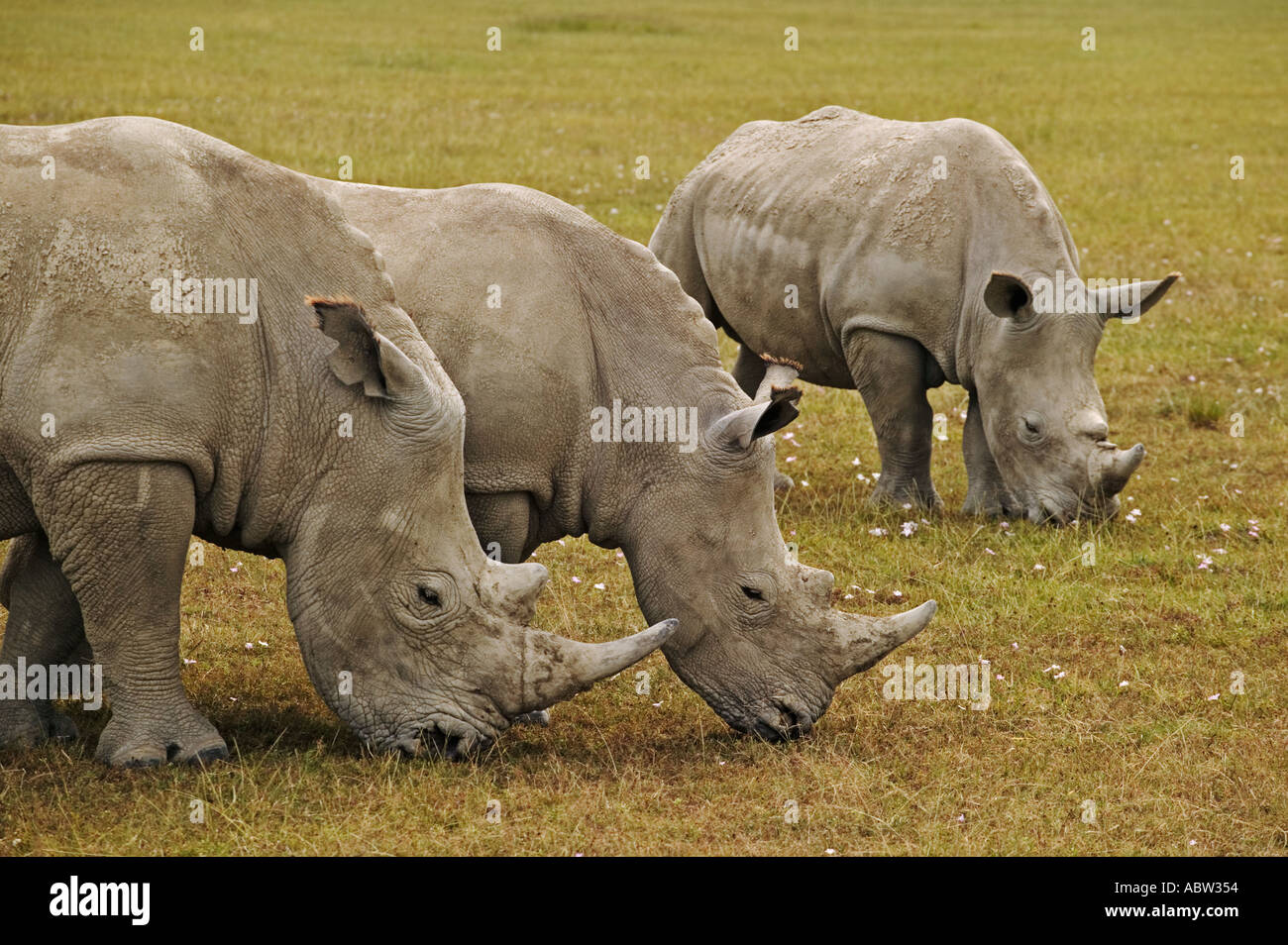 Le rhinocéros blanc Ceratotherium simum le pâturage qu'ils préfèrent les zones d'herbe courte Parc national du Lac Nakuru au Kenya Banque D'Images