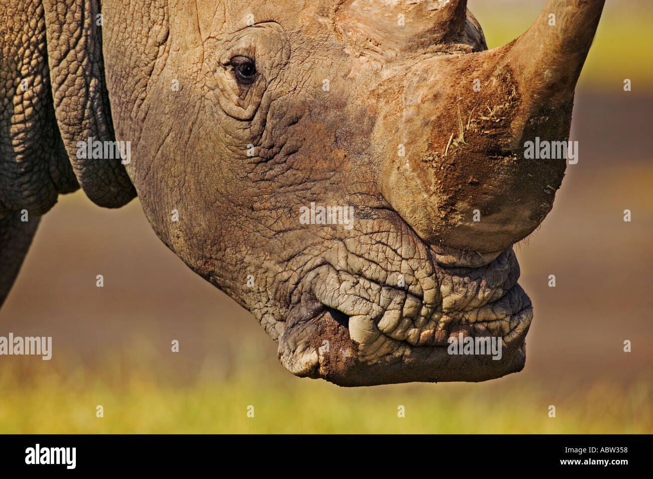 Le rhinocéros blanc Ceratotherium simum Close up de square bouche White rhino broutent l'herbe courte Parc national du Lac Nakuru au Kenya Banque D'Images Le rhinocéros blanc Ceratotherium simum Close up de square bouche White rhino broutent l'herbe courte Parc national du Lac Nakuru au Kenya Banque D'Images