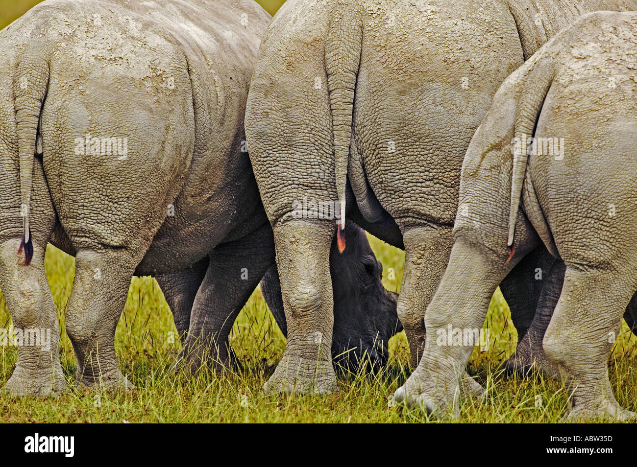 Le rhinocéros blanc Ceratotherium simum vue arrière Parc national du lac Nakuru Kenya localisée Dist l'Afrique australe et orientale Banque D'Images Le rhinocéros blanc Ceratotherium simum vue arrière Parc national du lac Nakuru Kenya localisée Dist l'Afrique australe et orientale Banque D'Images