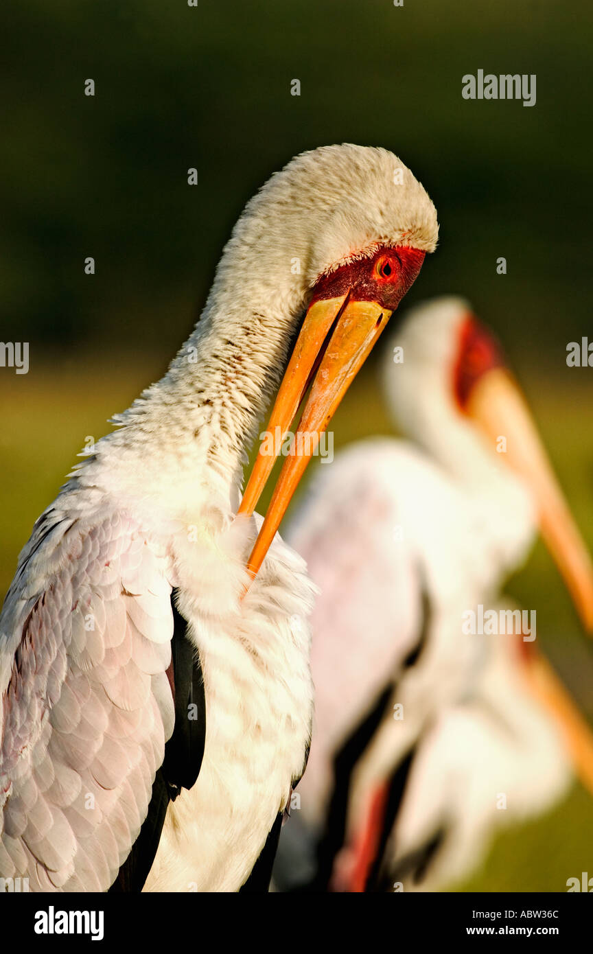 Yellowbilled Stork Mycteria ibis au lissage Parc national du lac Nakuru Kenya Afrique Dist Banque D'Images
