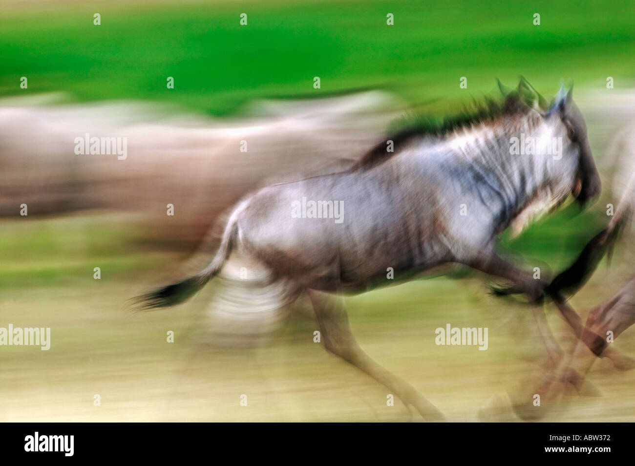 Le Gnou bleu Connochaetes taurinus en mouvement le Parc national Amboseli au Kenya du sud de l'Afrique de Dist Banque D'Images