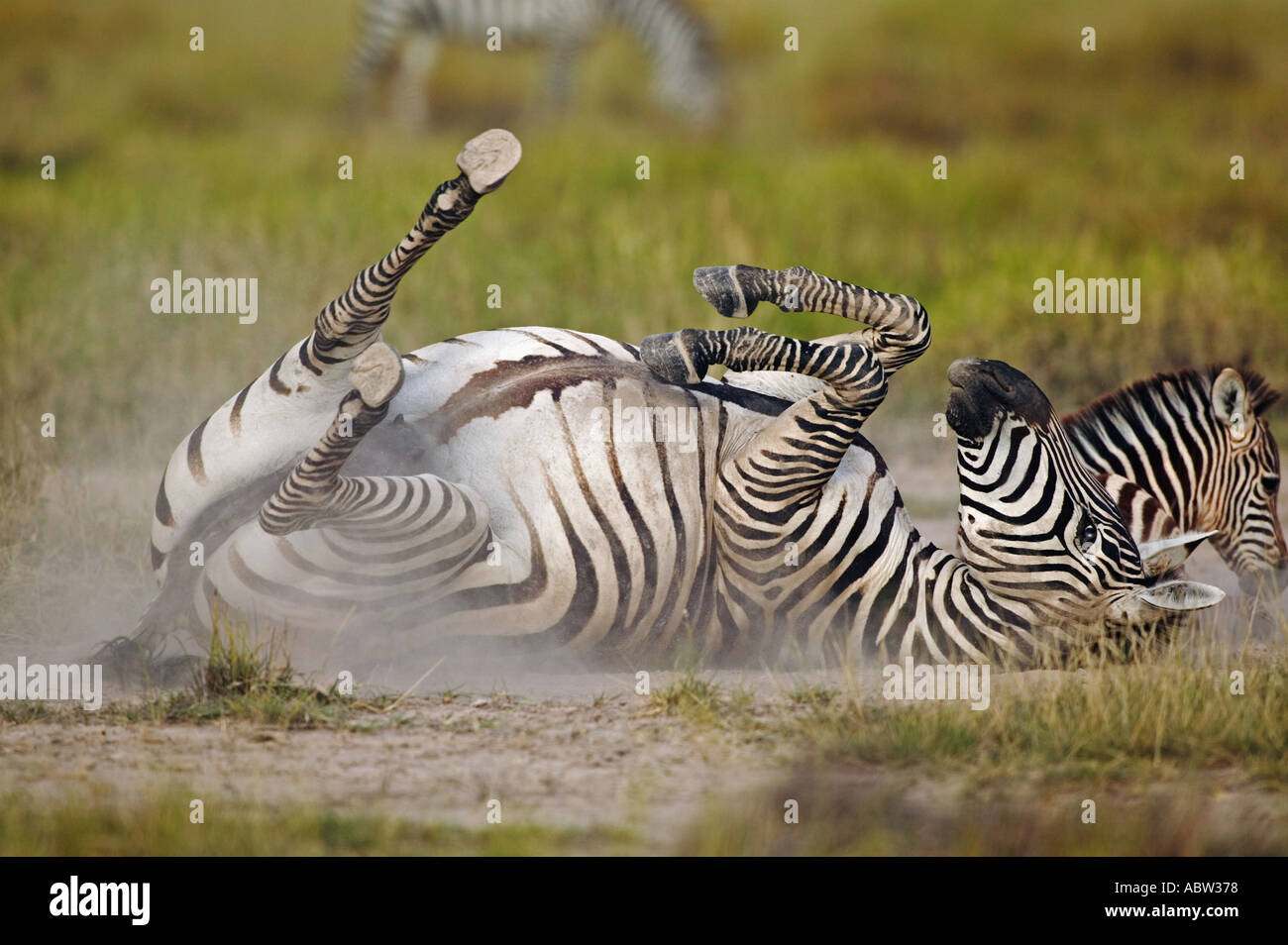 Burchell Equus burchelli zèbres rouler dans la poussière pour se débarrasser des parasites de la peau du parc d'Amboseli au Kenya Banque D'Images