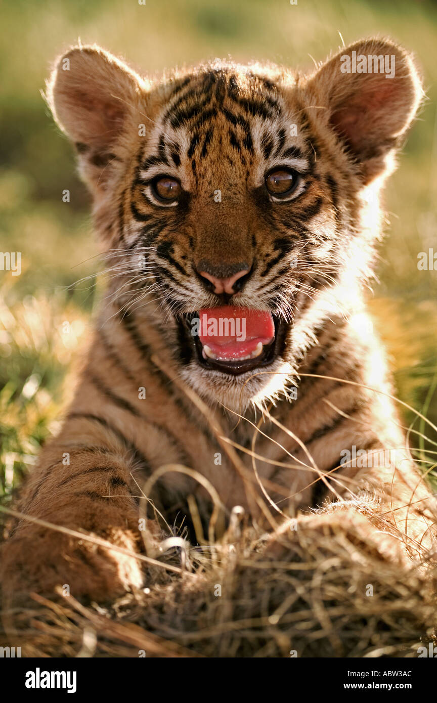 Tiger Panthera tigris deux mois d'oursons Dist Asie mais éteinte dans une grande partie de son aire de répartition Banque D'Images Tiger Panthera tigris deux mois d'oursons Dist Asie mais éteinte dans une grande partie de son aire de répartition Banque D'Images