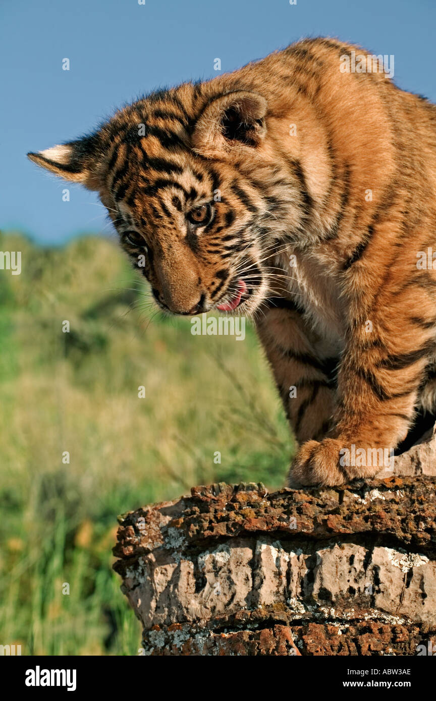 Tiger Panthera tigris deux mois d'oursons Dist Asie mais éteinte dans une grande partie de son aire de répartition Banque D'Images Tiger Panthera tigris deux mois d'oursons Dist Asie mais éteinte dans une grande partie de son aire de répartition Banque D'Images