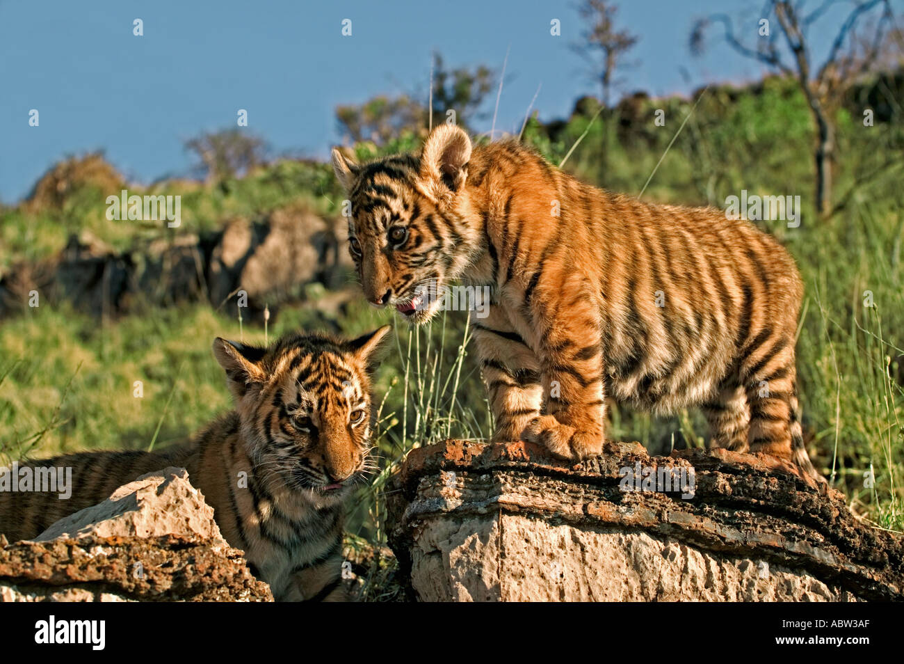 Tiger Panthera tigris deux mois d'oursons Dist Asie mais éteinte dans une grande partie de son aire de répartition Banque D'Images Tiger Panthera tigris deux mois d'oursons Dist Asie mais éteinte dans une grande partie de son aire de répartition Banque D'Images
