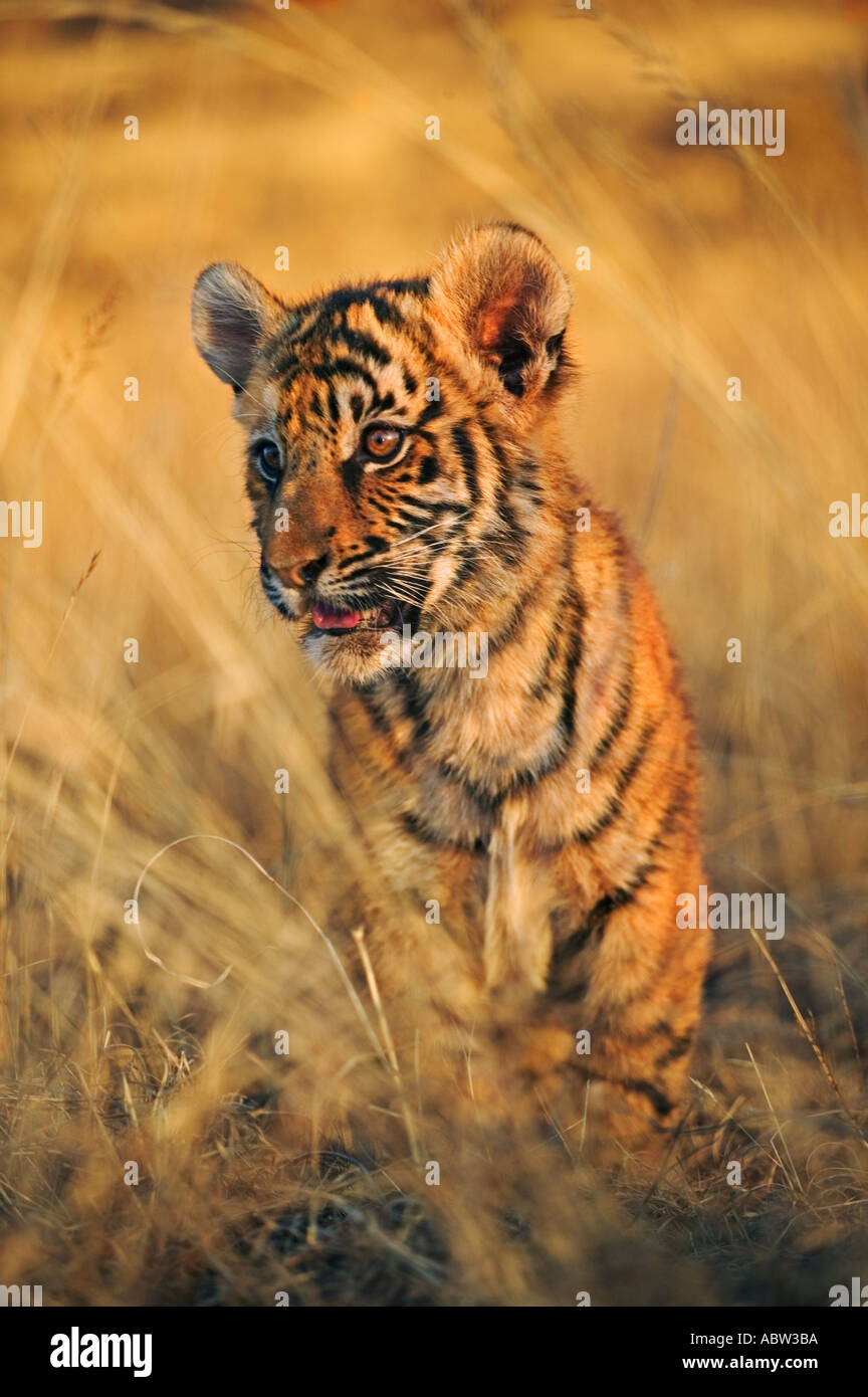 Tiger Panthera tigris deux mois d'oursons Dist Asie mais éteinte dans une grande partie de son aire de répartition Banque D'Images Tiger Panthera tigris deux mois d'oursons Dist Asie mais éteinte dans une grande partie de son aire de répartition Banque D'Images