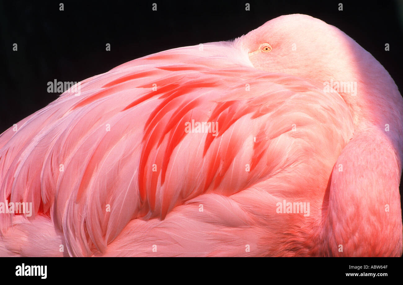 Flamant du Chili - Phoenicopterus / mise en drapeau en tête chilensis Banque D'Images