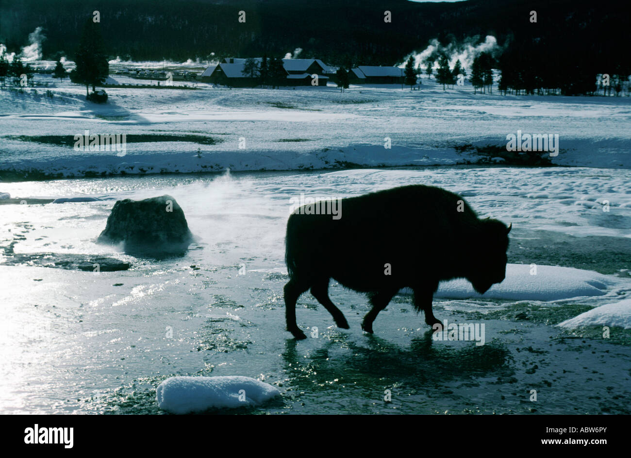 Troupeau de bisons américains Old Faithful Salon national de Yellowstone USA Banque D'Images