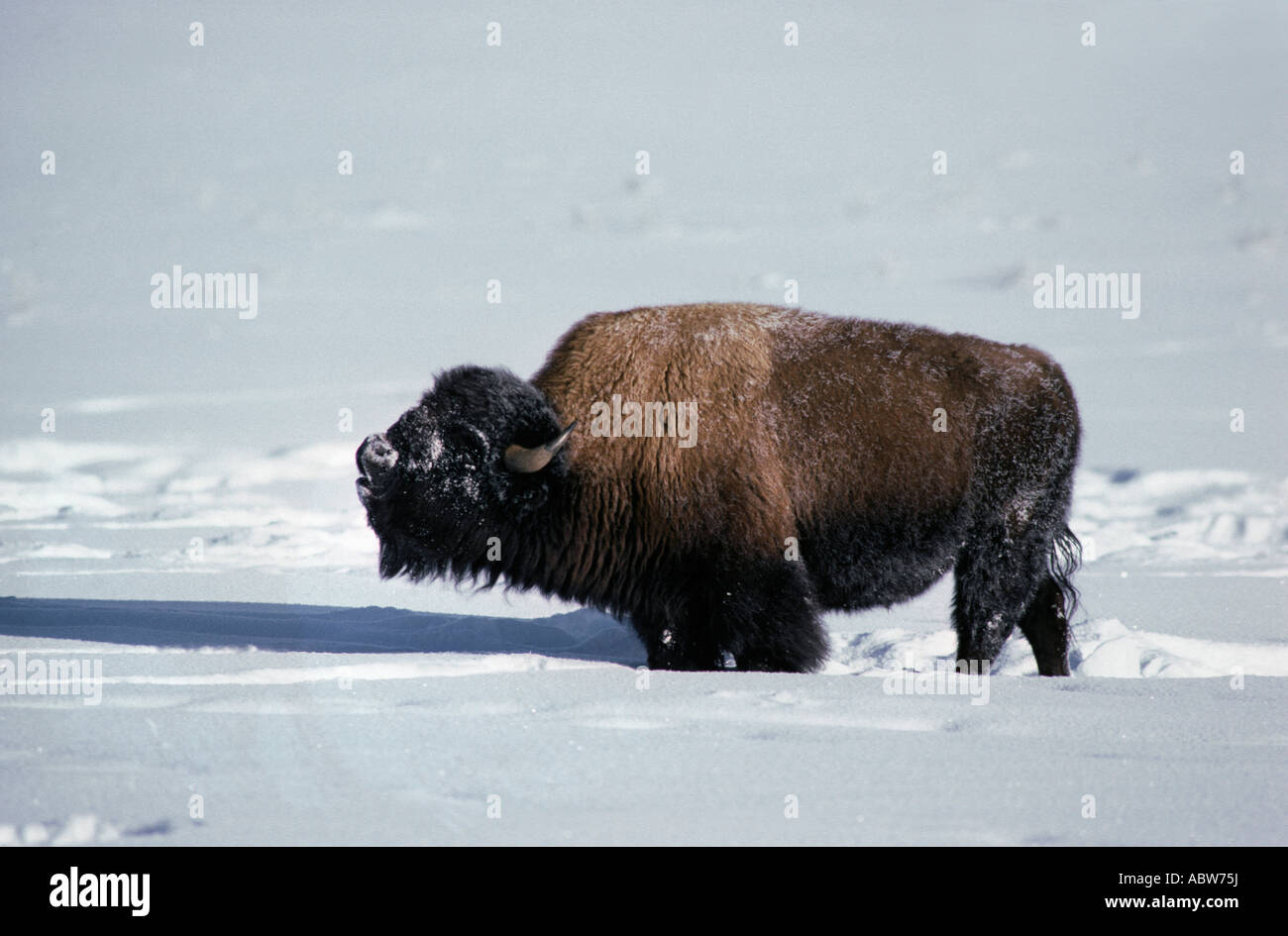 Troupeau de bisons américains Old Faithful Salon national de Yellowstone USA Banque D'Images