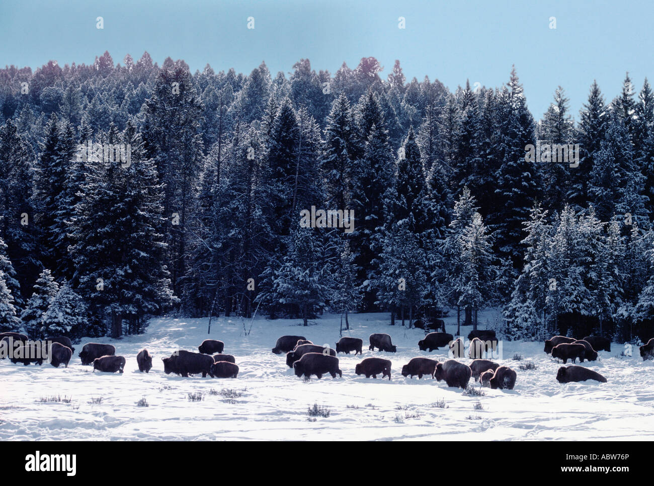 Troupeau de bisons américains Old Faithful Salon national de Yellowstone USA Banque D'Images