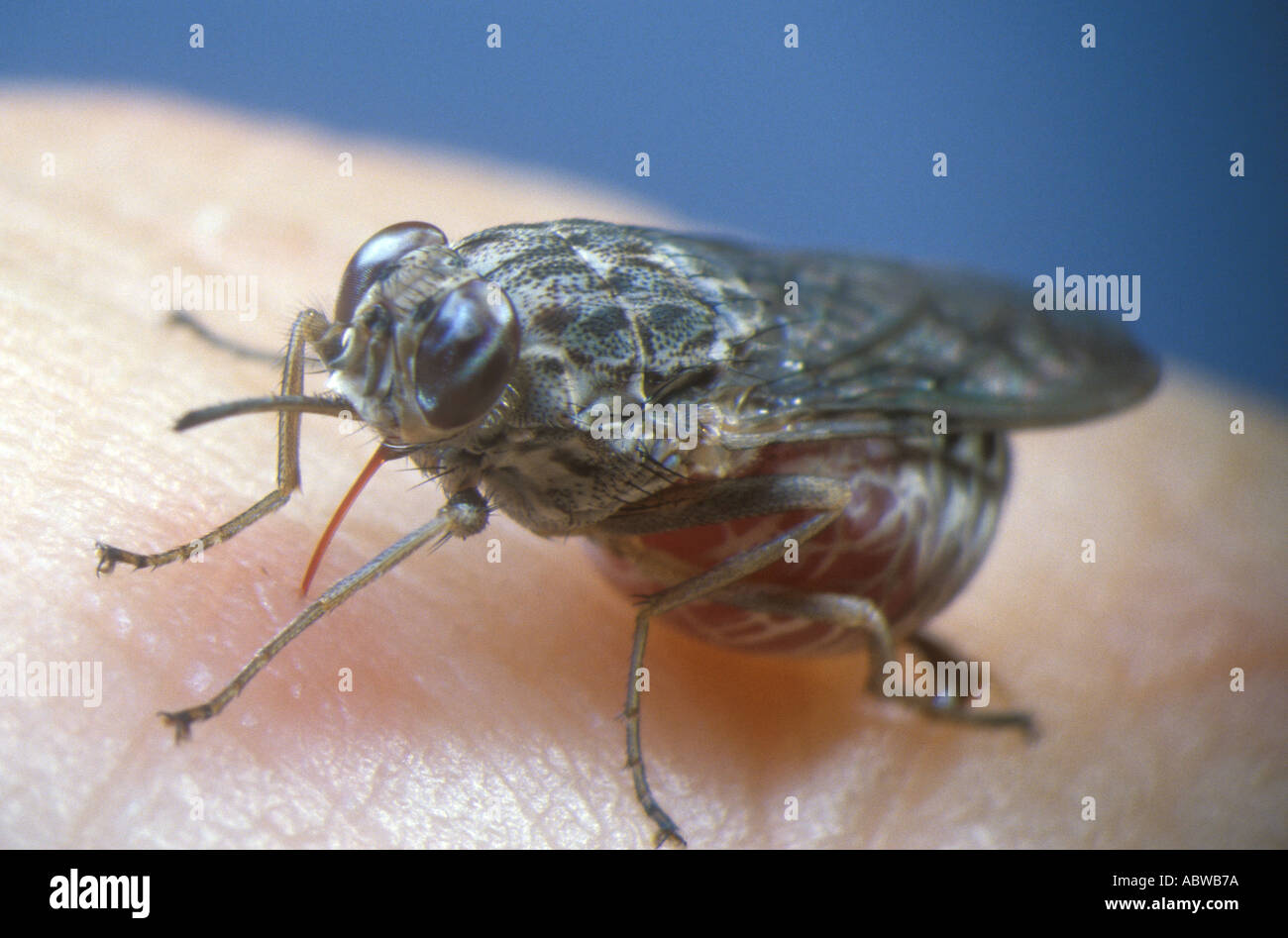 La mouche tsé-tsé sur les droits de l'alimentation Banque D'Images