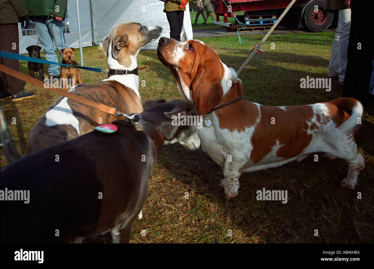 Cinq chiens se rencontrer lors d'une réunion de l'Alliance campagne Berkshire Newbury showground Banque D'Images