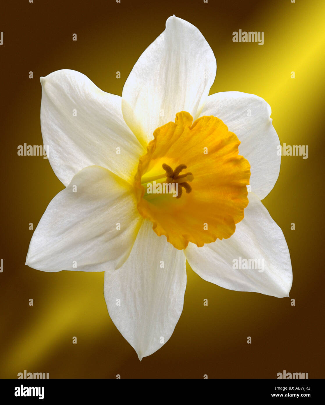 La jonquille narcissus fleurs blanches au début du printemps première close up emblématique de l'atmosphère pittoresque paysage voyage moody classic Banque D'Images