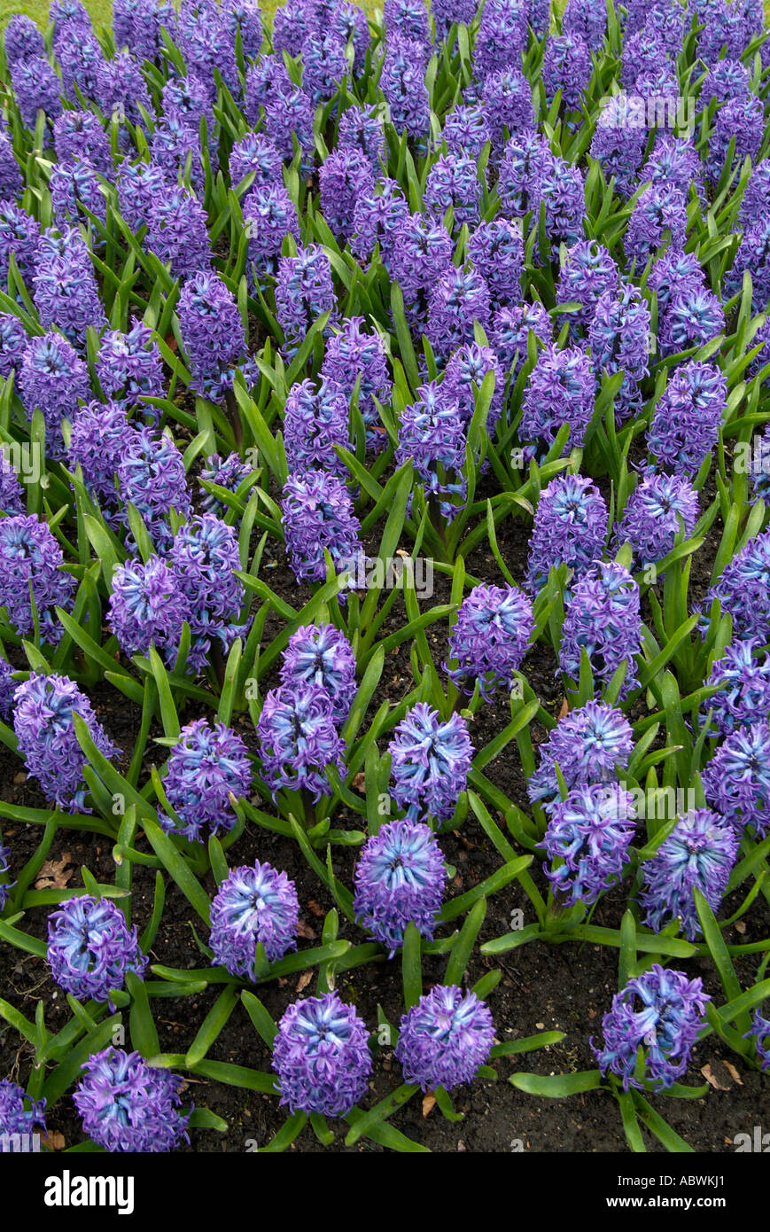 Fleurs feuillage Jacinthe fleur ressort tête lilas pourpre bleu groupe précoce de grande masse close up emblématique pittoresque paysage Banque D'Images