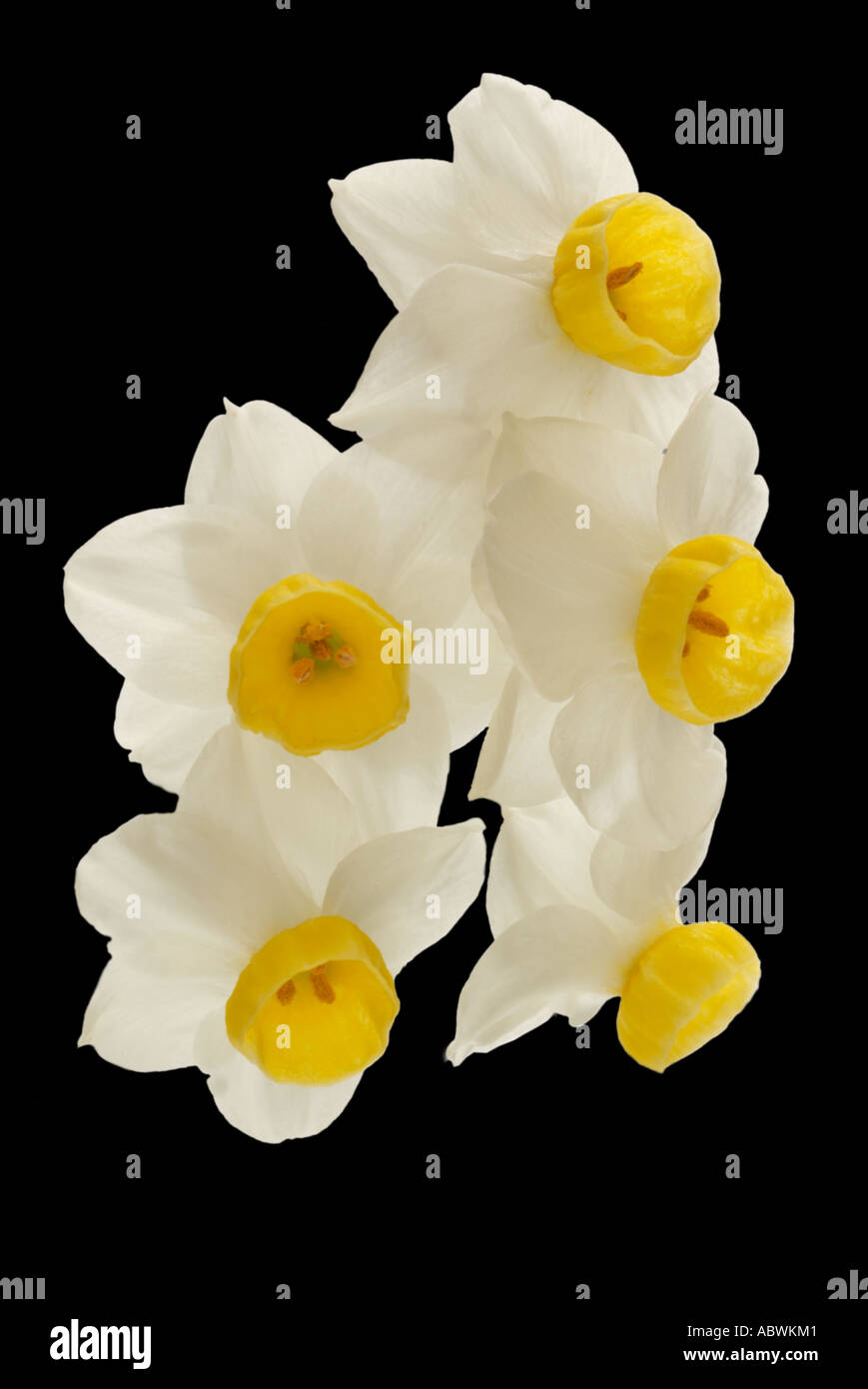 Narcisses blanc crème blanc jonquille fleur pétale groupe close up emblématique de l'atmosphère pittoresque paysage voyage moody classic Banque D'Images