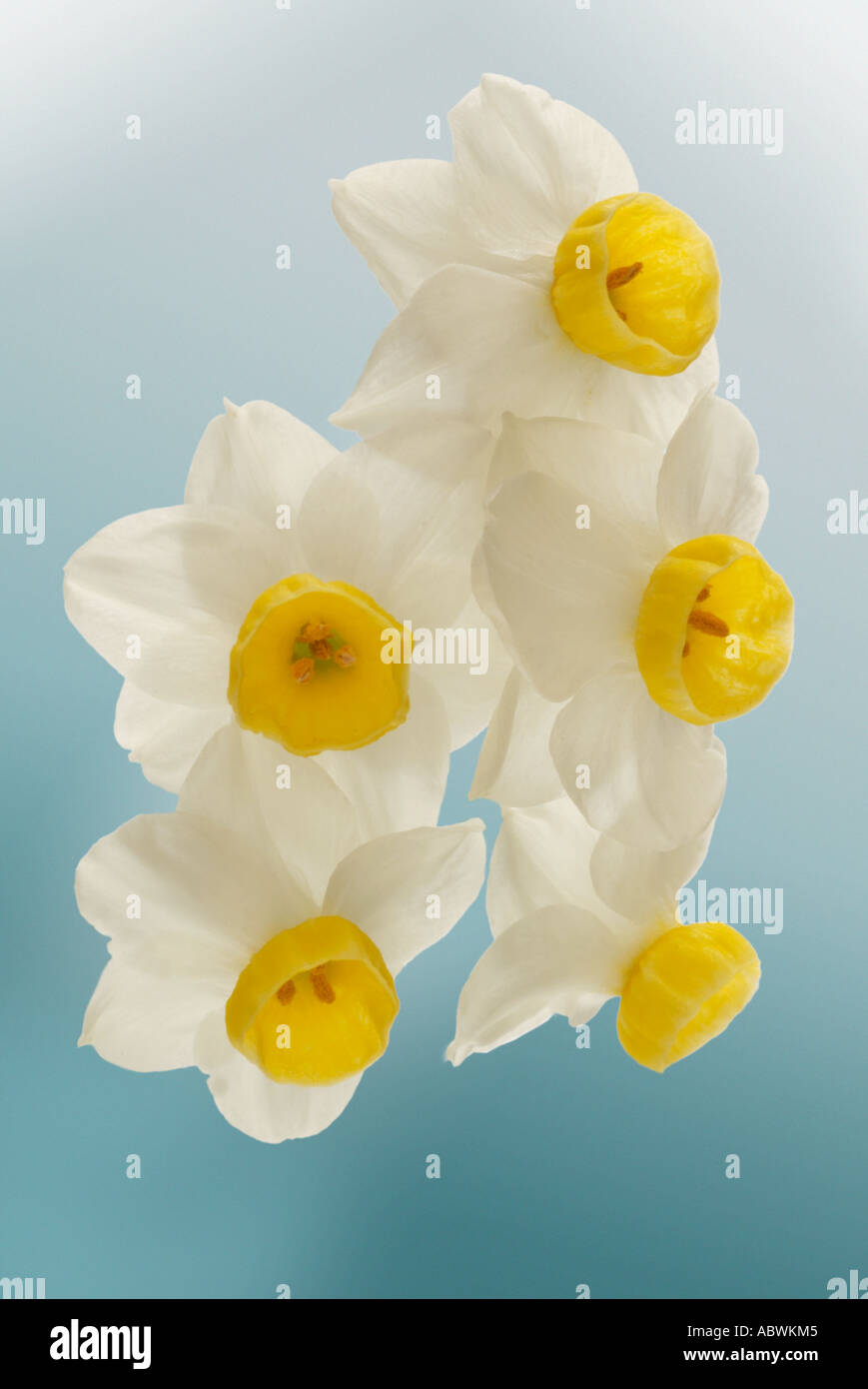 Narcisses blanc crème blanc jonquille fleur pétale groupe close up emblématique de l'atmosphère pittoresque paysage voyage moody classic Banque D'Images
