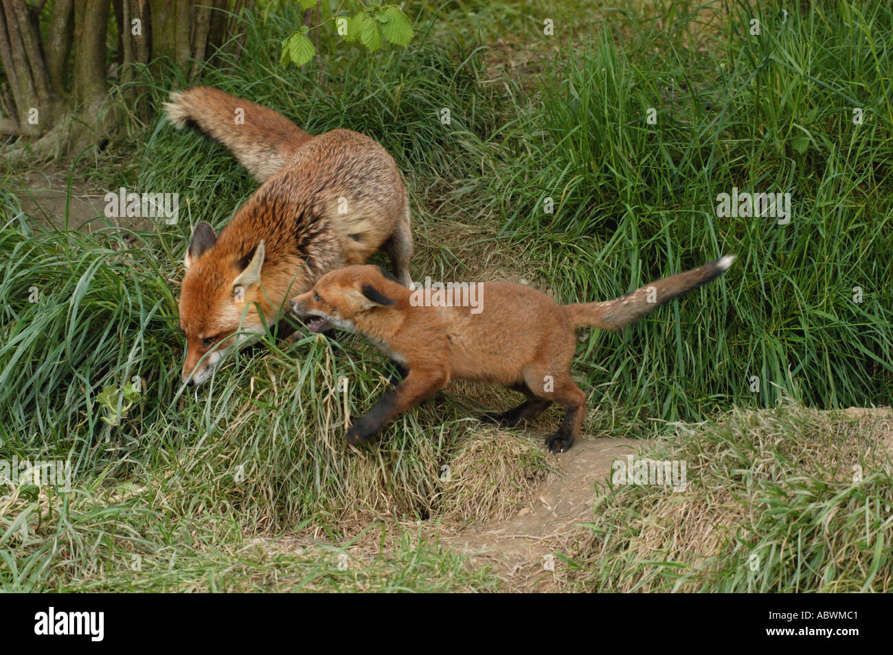 Fox cub mendier de la nourriture du parent Banque D'Images