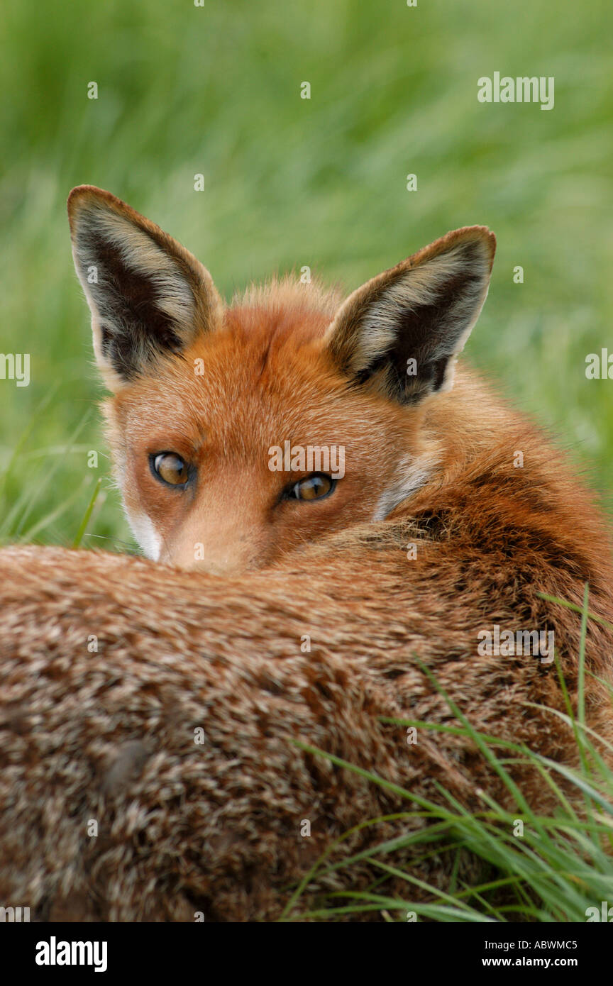 Le renard roux Vulpes vulpes Banque D'Images