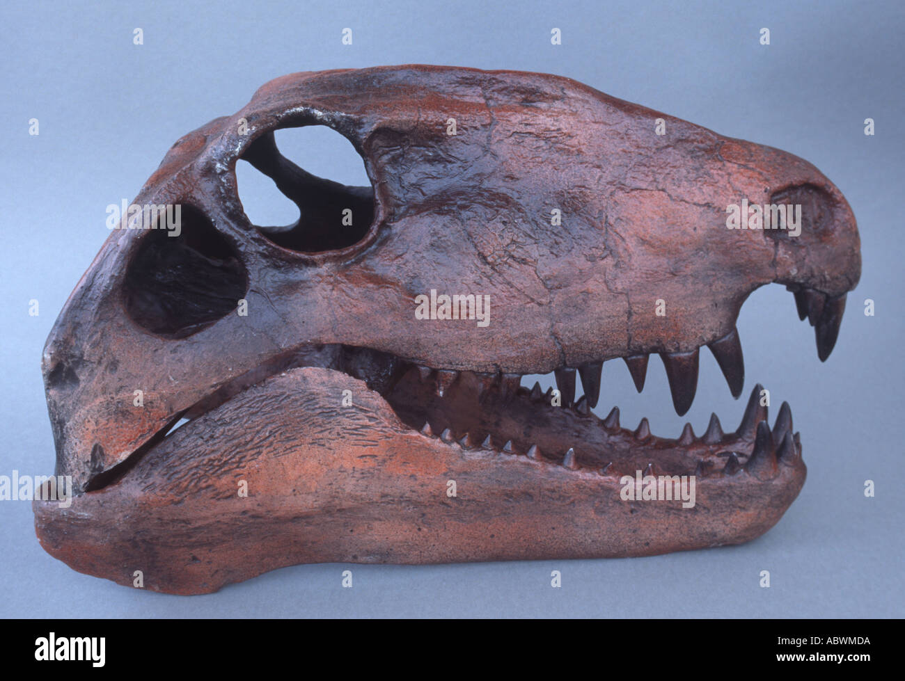 Replica Pélycosaure Dimetrodon limbatus, du crâne, du Permien précoce Banque D'Images