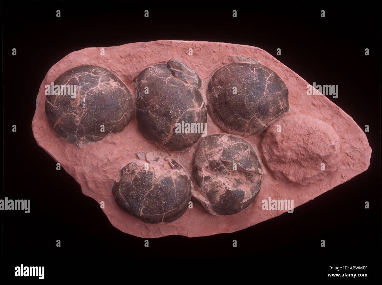 Nid avec 6 oeufs de dinosaures de Chine Banque D'Images