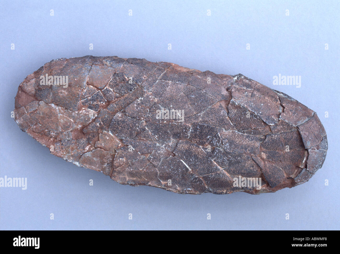 Gros oeuf fossile de dinosaure Tarbosaurus, asiatique - cousin de Tyrannosaurus rex. Banque D'Images