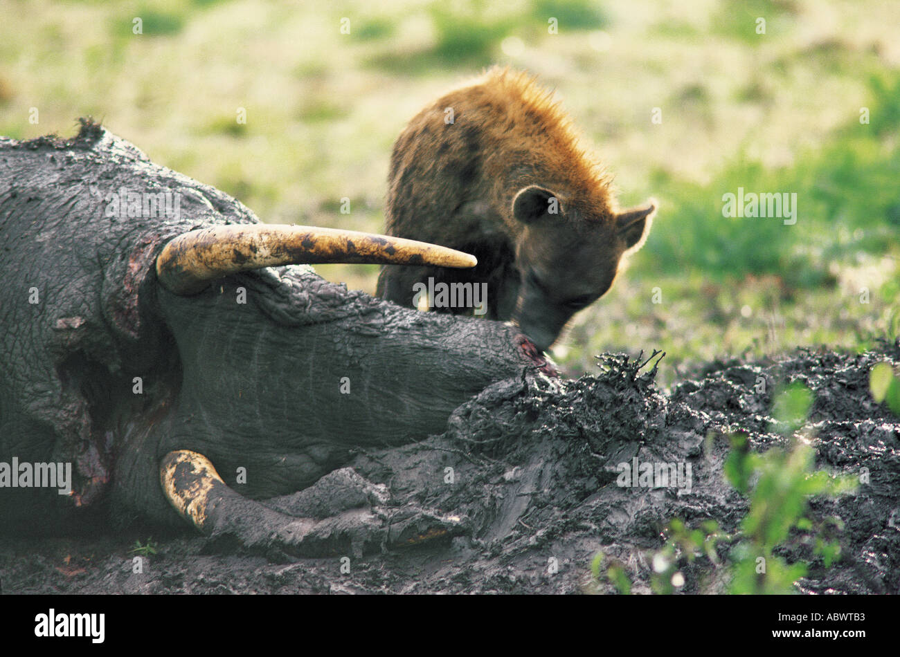 L'Hyène tachetée se nourrissant sur le tronc d'un monstrueux éléphant Banque D'Images