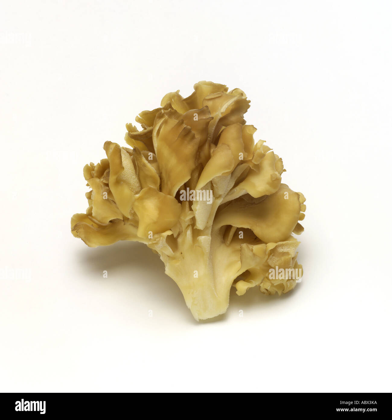 Champignons Maitake Banque D'Images