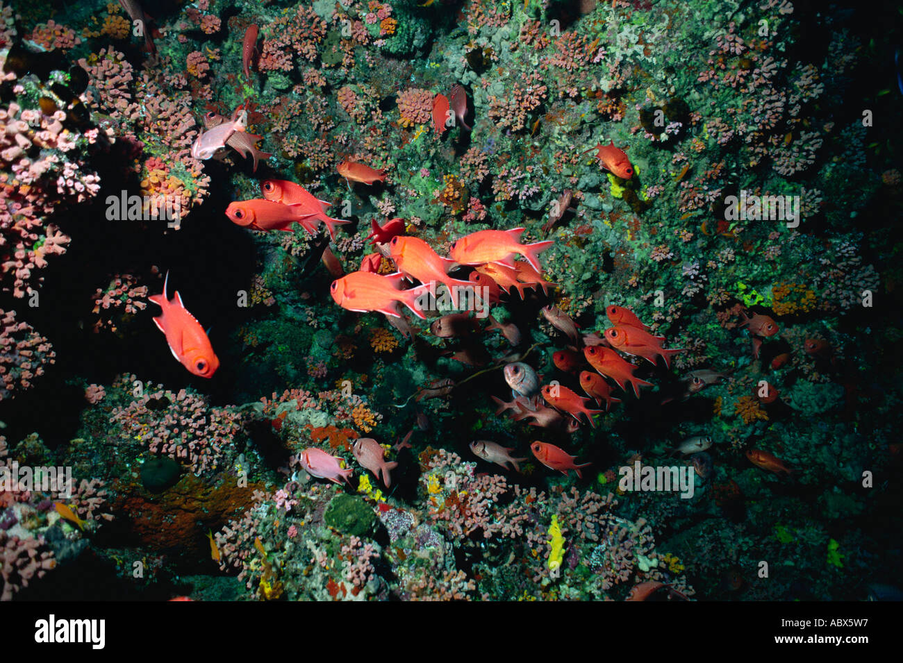 Grand groupe De bigscale soldierfish nager sous l'Ogasawara Japon Banque D'Images