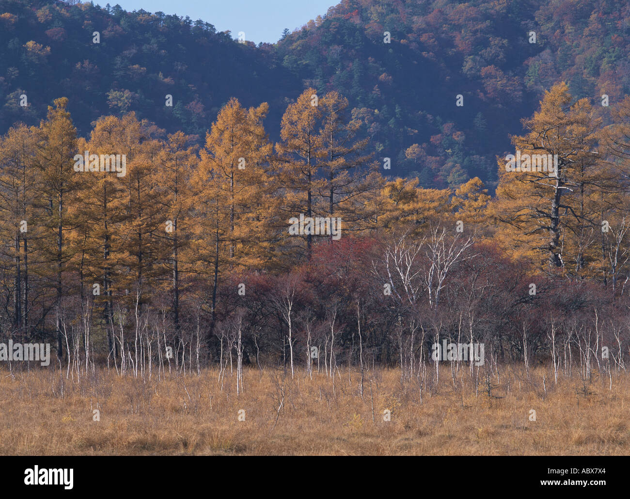 Forêt de mélèzes japonais Banque D'Images