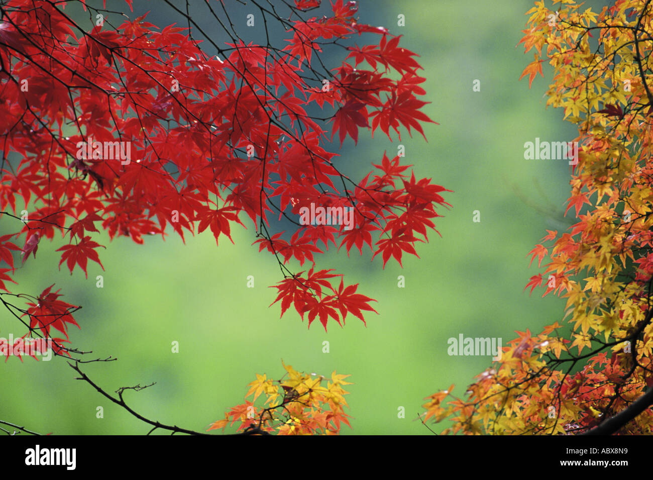 Feuilles d'érable rouge Banque D'Images